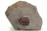 Red Morocops Trilobite - Hmar Laghdad, Morocco #329737-2